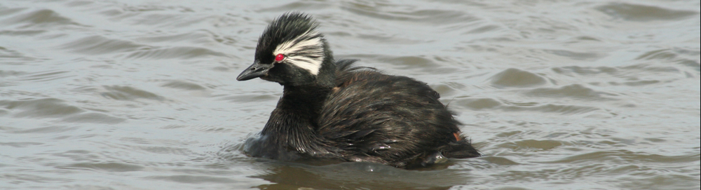 WHITE-TUFTED GREBE Rollandia rolland 